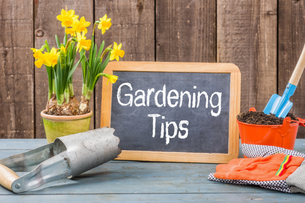 Gardening Tips for Growing Daylilies in Sun or Shade