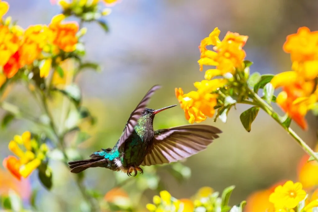 10 Ideas For Creating A Backyard Botanical Garden Oasis Garden Arboretum 10 Ideas for Creating a Backyard Botanical Garden Oasis