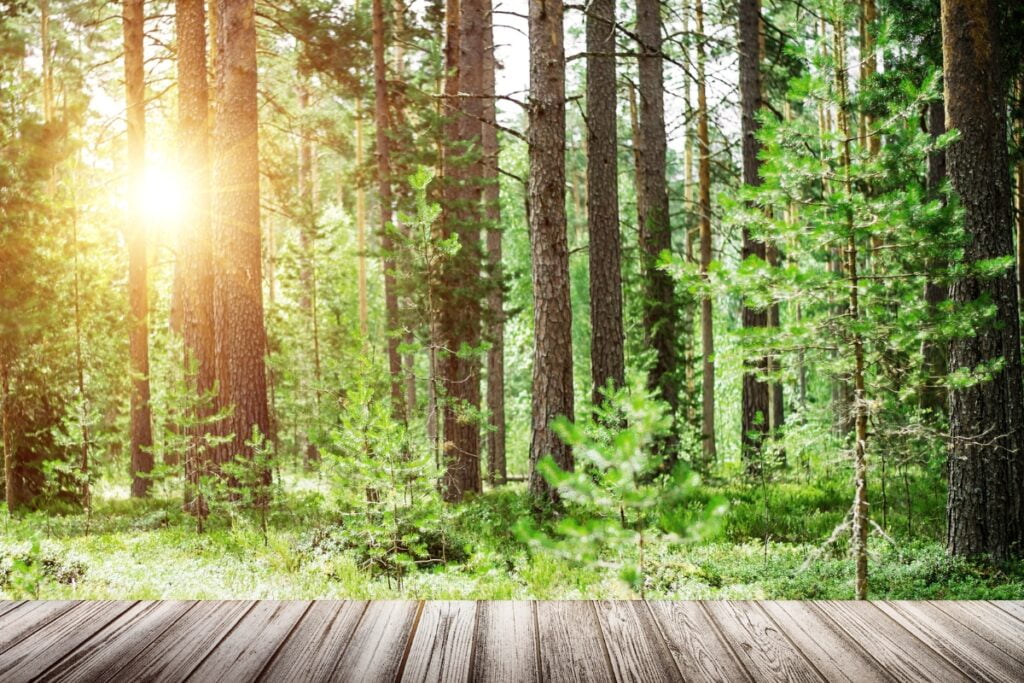 The sun is shining on a wooden floor in a forest, showcasing the beauty of the landscape.