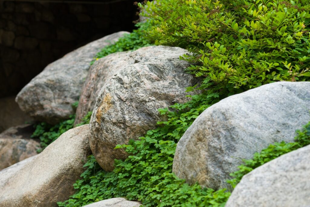 A boulder with a green plant growing on it, perfect for landscaping.