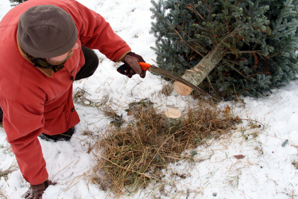 A man expertly chopping a Christmas tree down from his own backyard.
