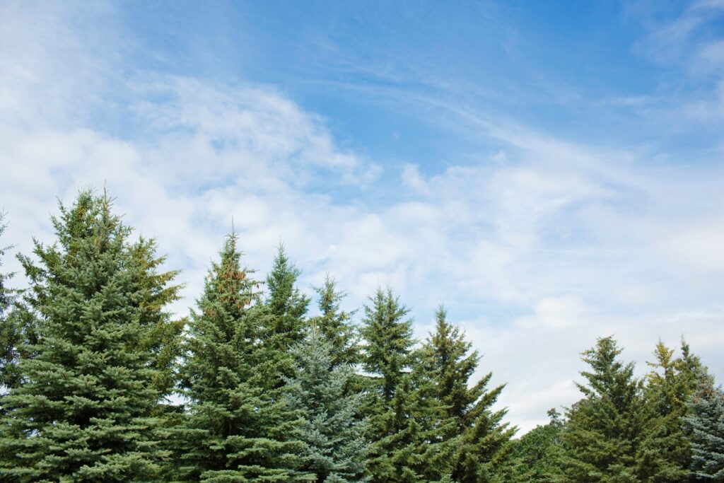 An evergreen row of pine trees with a blue sky.