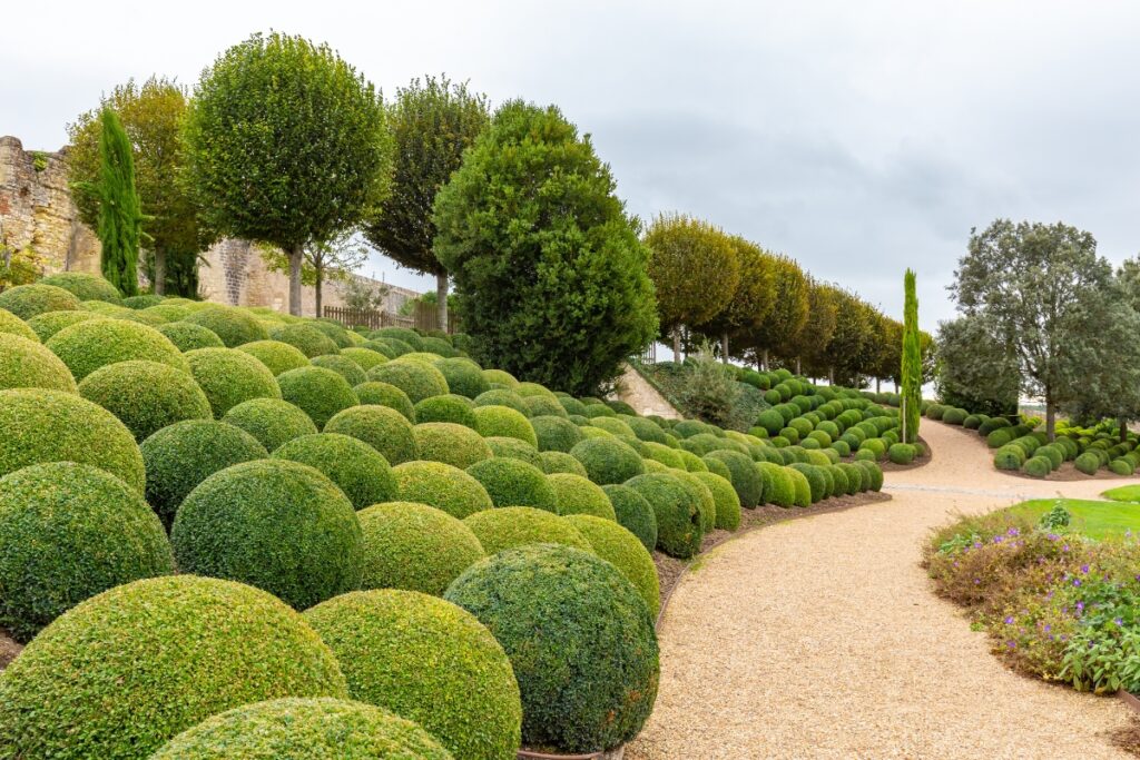 Topiary bushes in an evergreen garden.