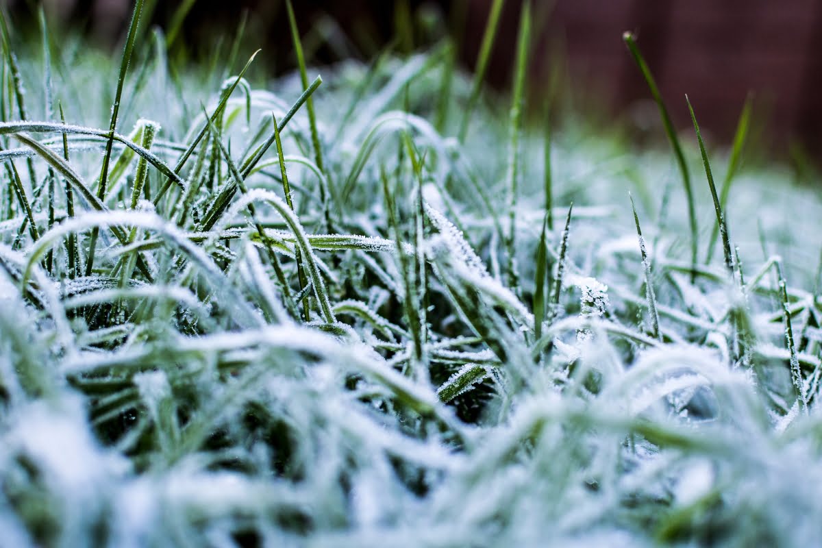 A close up of grass covered in frost, highlighting the winter lawn care tips importance.