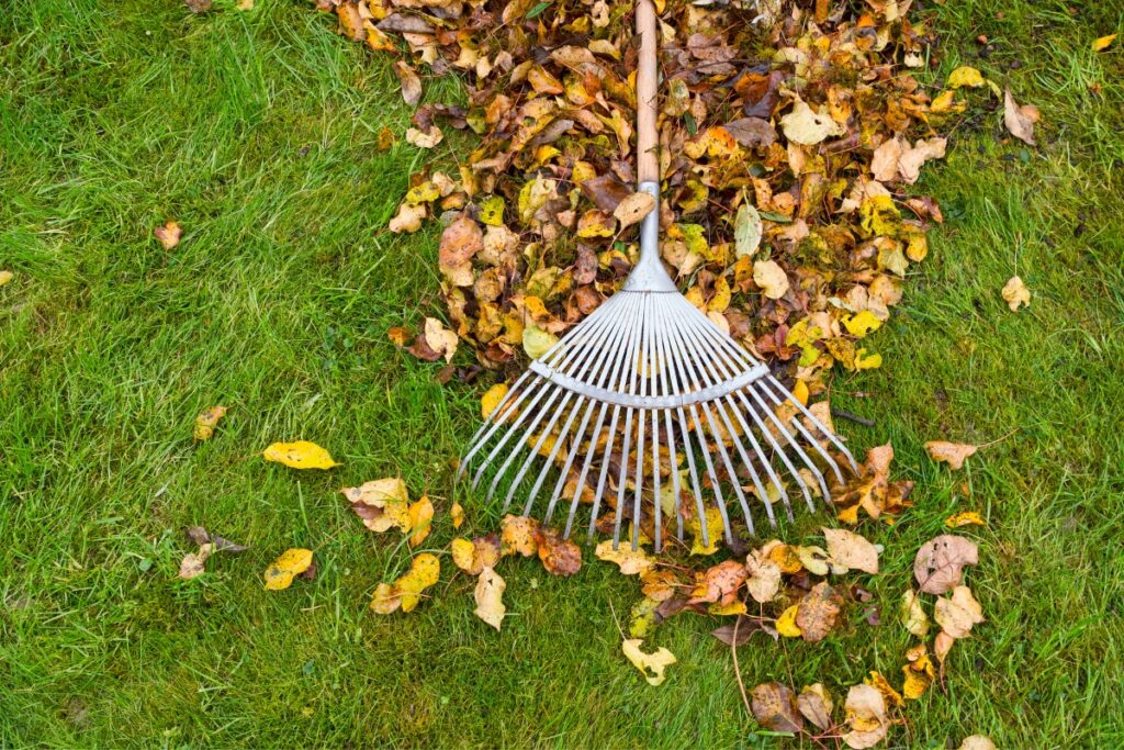 A rake is laying on the grass with leaves, providing a helpful winter lawn care tip.