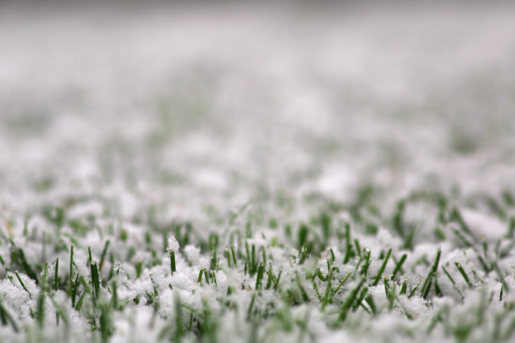 A close up of snow-covered grass.