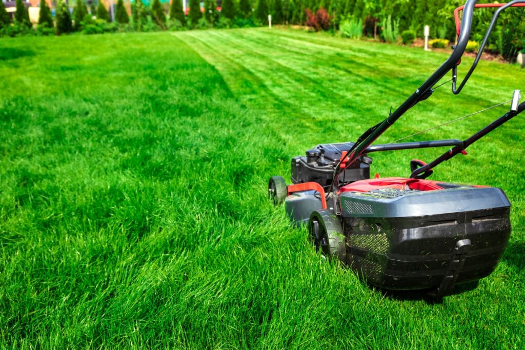 A lawn mower cutting grass during winter lawn care.