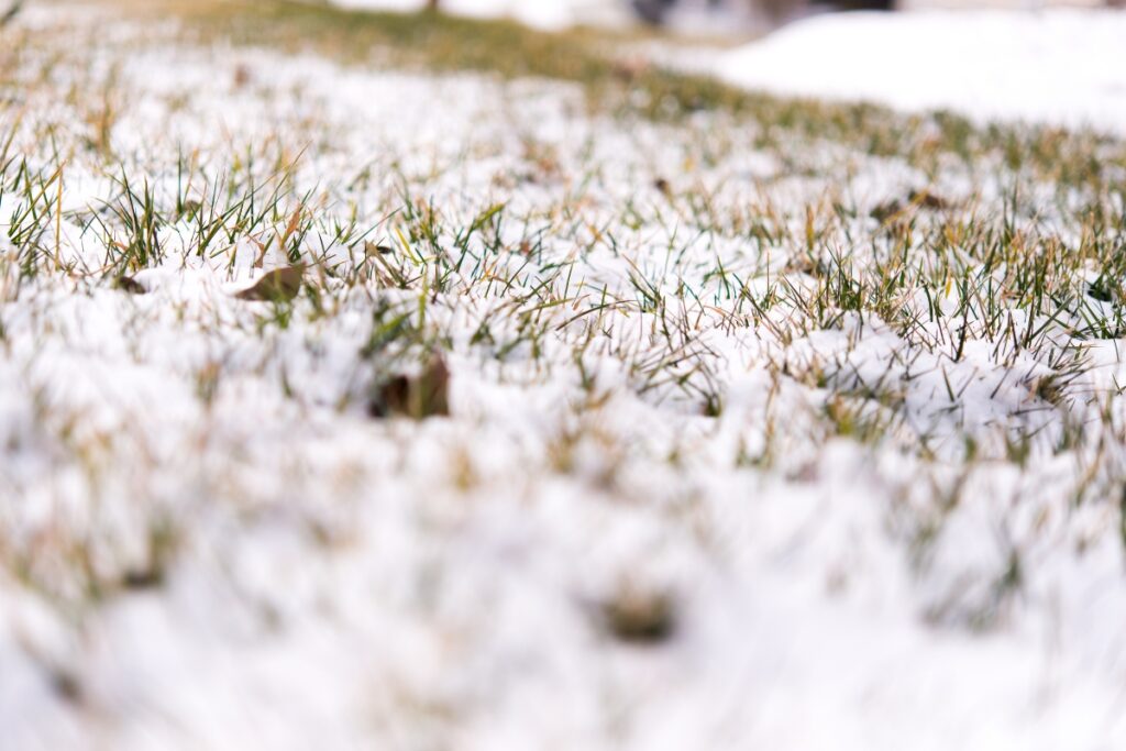 A close up of grass covered in snow, highlighting the beauty of winter.
