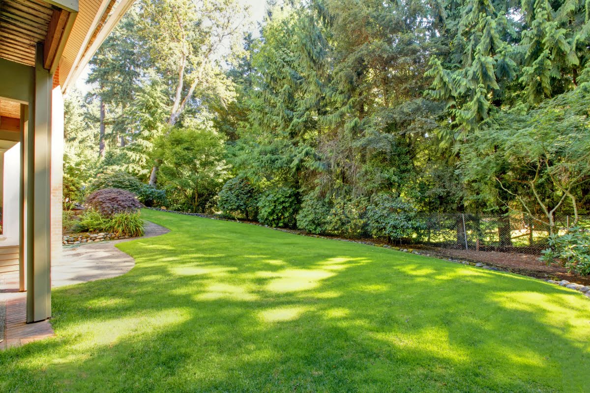 A large backyard with grass, trees, and yard grading.