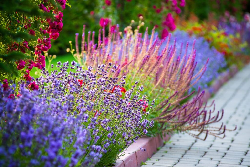 A vibrant garden bed filled with blooming purple and pink flowers lines a paved pathway on a sunny day, enhancing the landscaping and boosting the property's value.