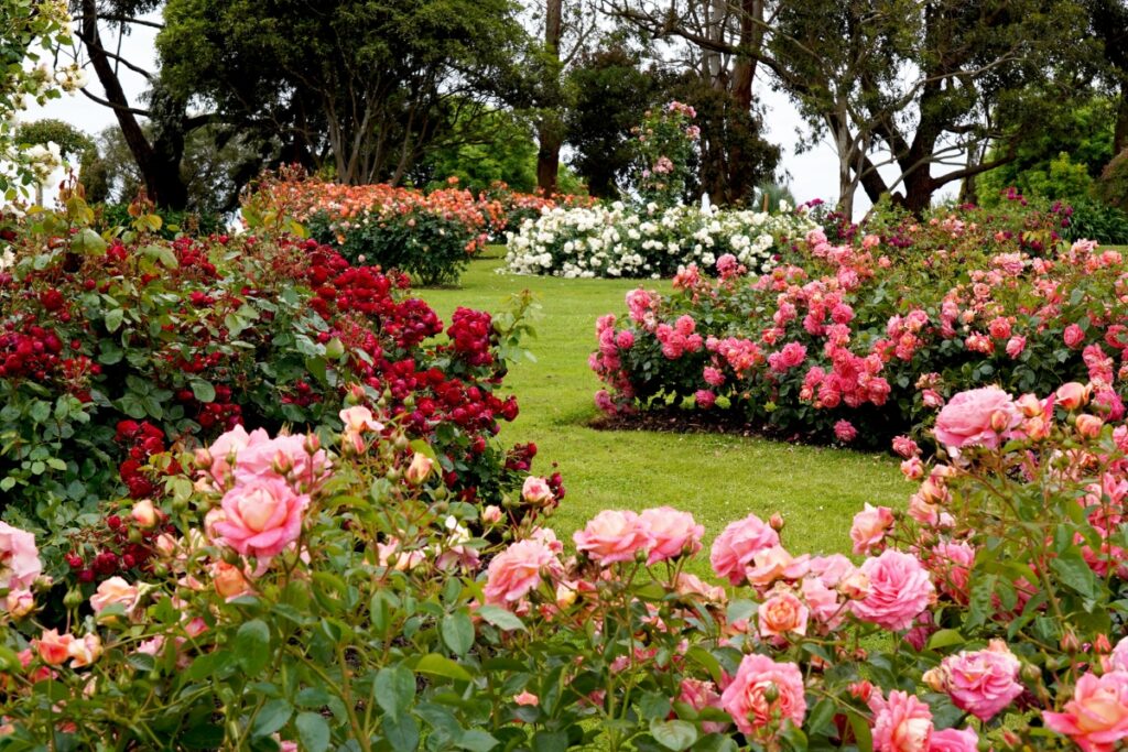 Lush rose garden with a variety of pink and red blooms scattered among green foliage, designed for wildlife-friendly landscaping, under a cloudy sky.