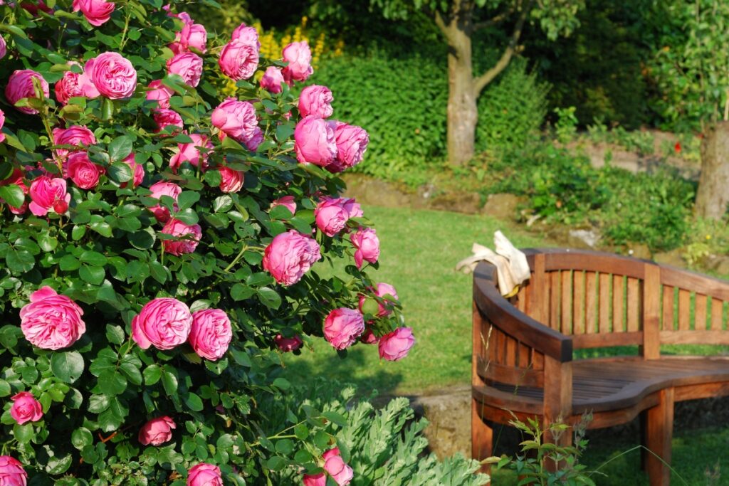 A wooden bench is situated in a garden next to a bush covered with blooming pink roses, offering the perfect spot to relax and ponder summer gardening tips.