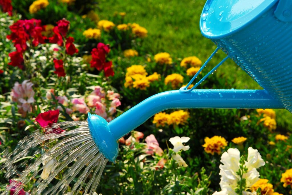 A blue watering can is being used to water a garden with colorful flowers, including red and yellow blossoms, on a sunny day, embodying perfect summer gardening tips.