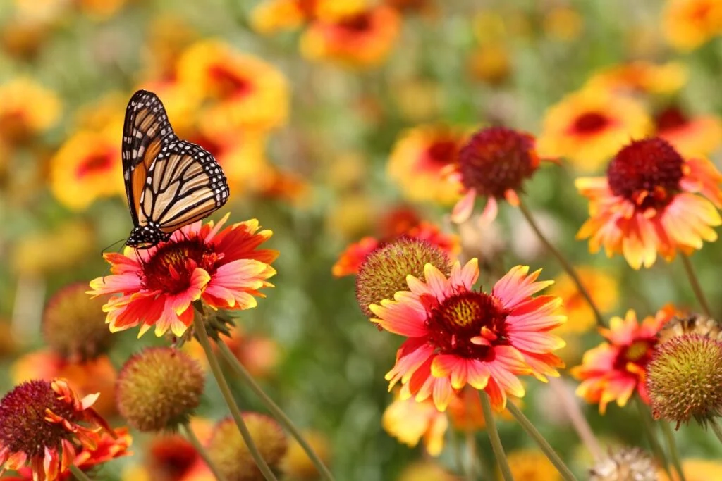 A butterfly with black and orange wings perched on a red and yellow flower in a field of similar blooms, adding a splash of color to an area ripe for summer gardening tips.