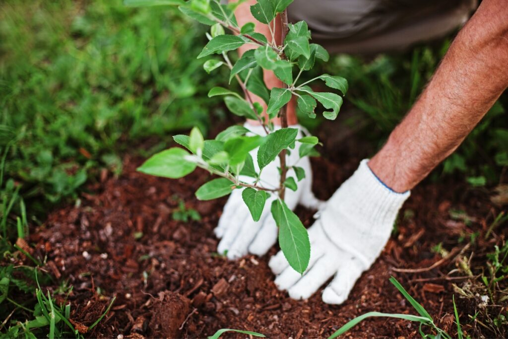 A person wearing white gloves is planting a small tree in the ground, surrounded by green grass and brown mulch, following summer gardening tips.