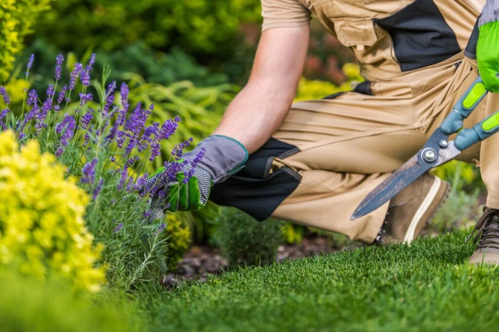 Revolutionize Your Garden with Sustainable Home Practices 10 Person in work clothes and gloves trimming lavender plants with garden shears in a well-maintained, sustainably managed garden.