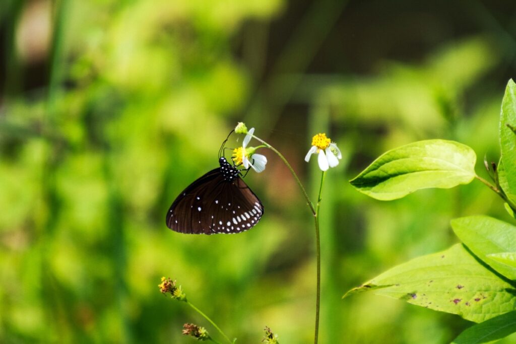 A black butterfly with white spots feeds on a small white flower in a lush green environment, embodying the beauty of nature that inspires sustainable home practices.