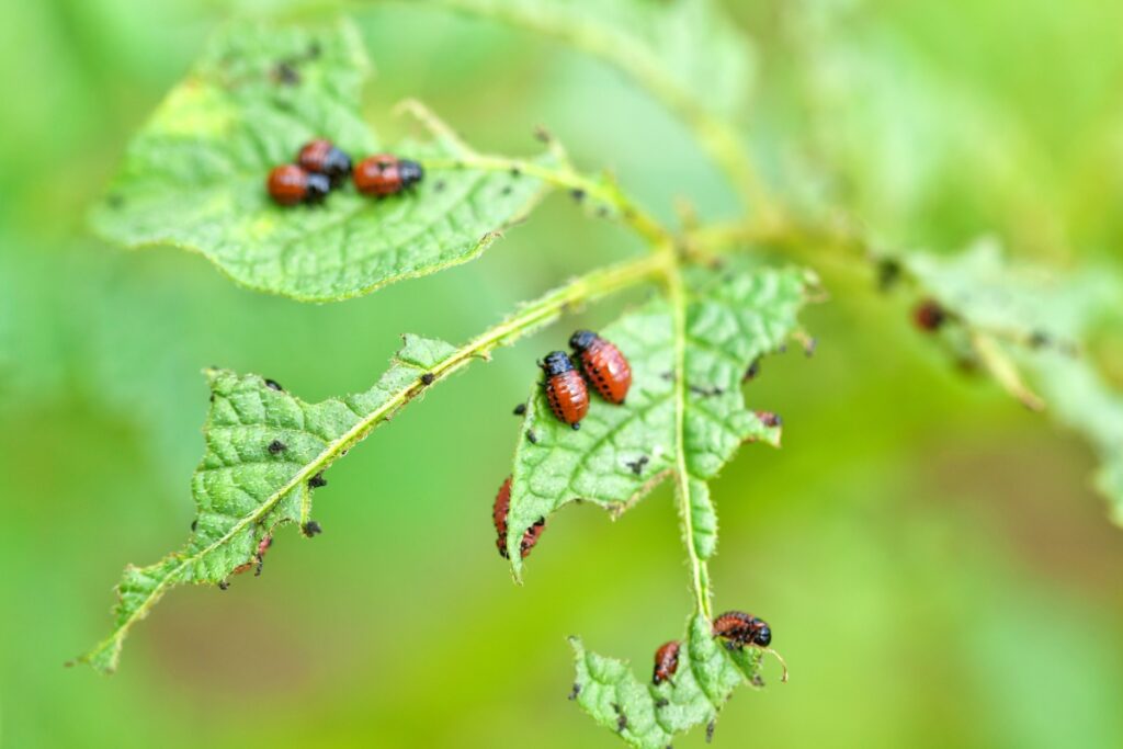 Close-up of a green plant leaf with several small red and black beetles and larvae on it. The leaf shows signs of damage with holes and dark spots, emphasizing the importance of sustainable home practices. Background is blurred green.