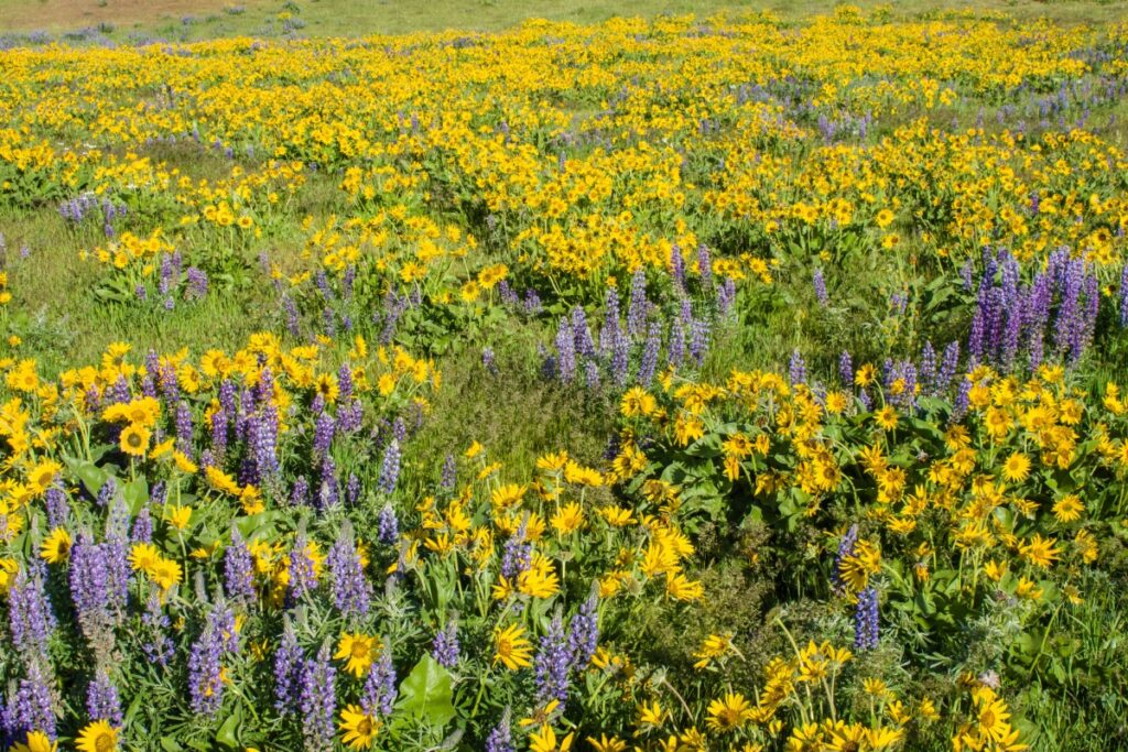 A field filled with yellow and purple wildflowers under a clear sky offers a serene backdrop, embodying the harmony that sustainable home practices aim to achieve.