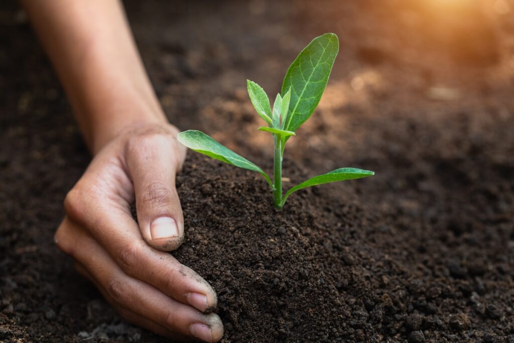 A hand is planting a small green seedling into dark soil with sunlight in the background, showcasing sustainable home practices.