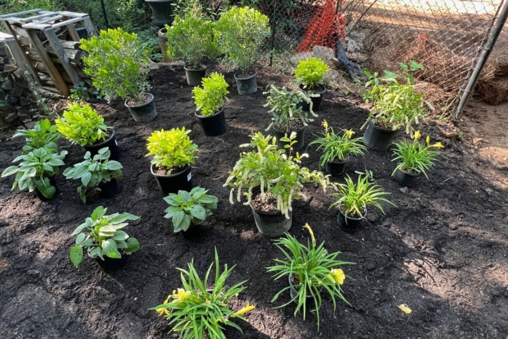 Potted plants arranged on a freshly tilled garden bed beside a chain-link fence, ready for rain garden installation.