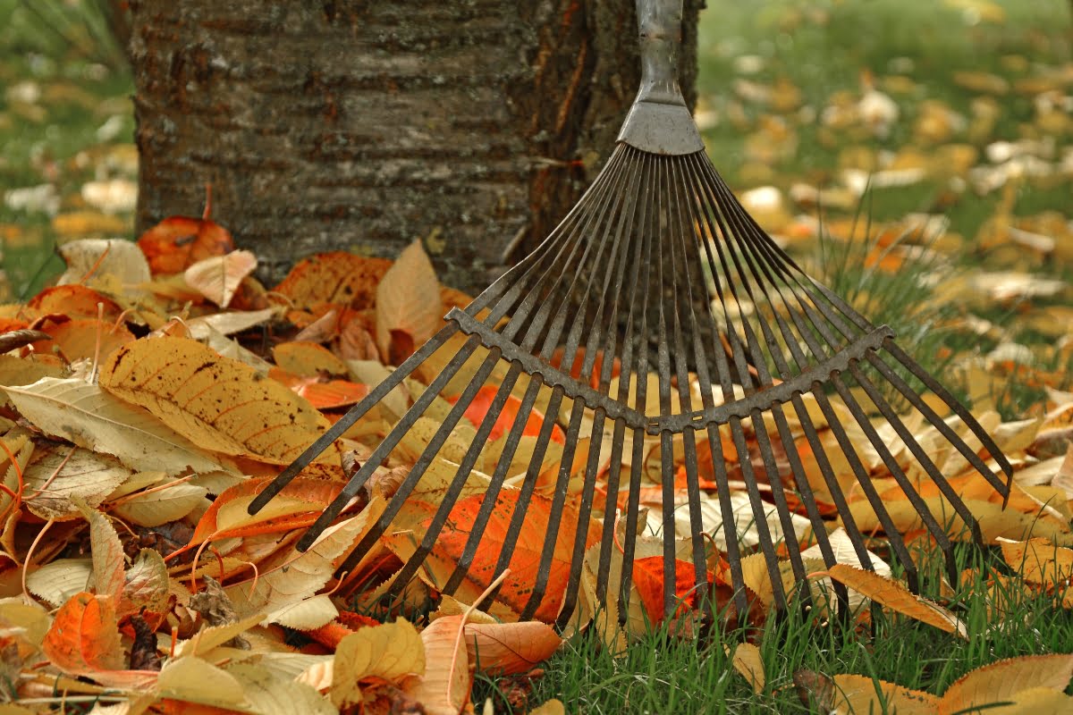 A metal rake rests against a tree, with fallen autumn leaves scattered on the ground, hinting at the start of seasonal landscaping.