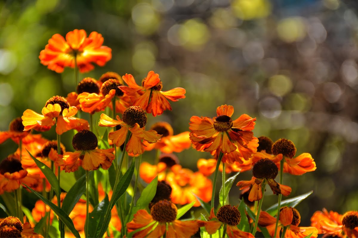 A cluster of bright orange flowers with dark centers is illuminated by sunlight, set against a blurred background of green foliage, creating a stunning scene perfect for seasonal landscaping.