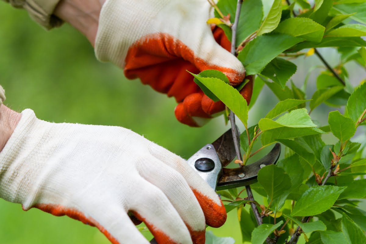 Hands wearing white gloves with orange tips use pruning shears to trim branches and leaves from a plant, showcasing the meticulous care essential for seasonal landscaping.