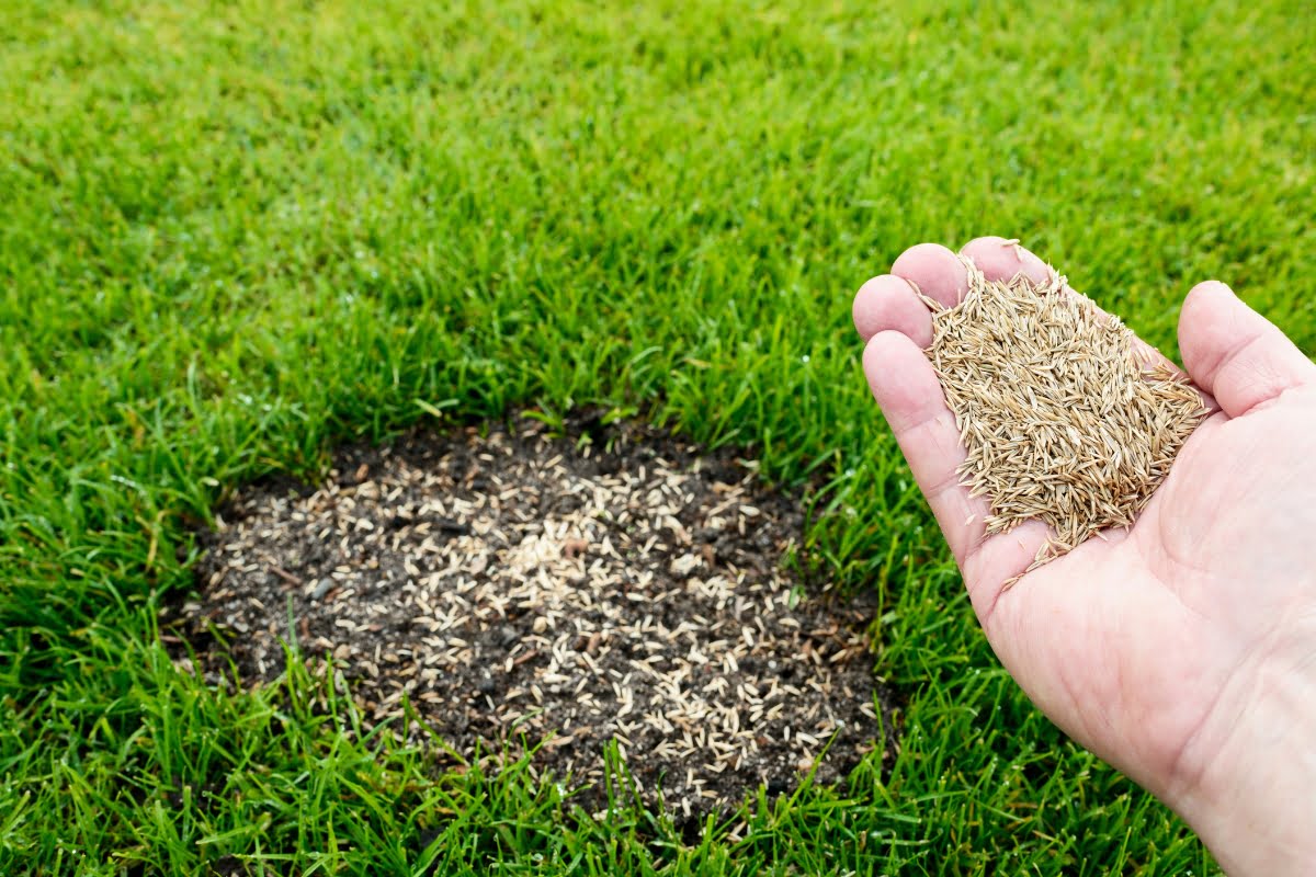 A hand holding grass seeds over a bare patch of soil in a lawn, preparing to reseed the damaged area as part of seasonal landscaping.