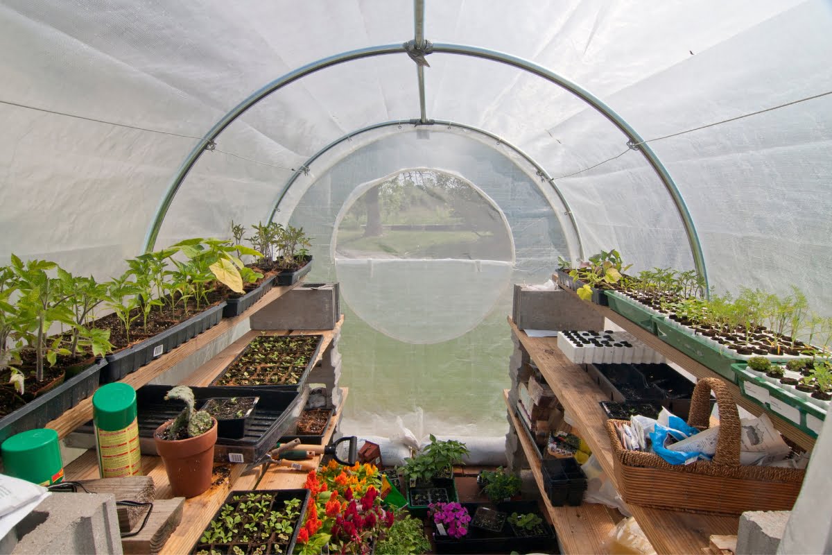 A greenhouse interior with several rows of seedlings and plants on wooden shelves, reflecting the essence of seasonal landscaping. Various gardening supplies are scattered on the floor and shelves, while sunlight filters through the translucent cover, casting a warm glow over the thriving greenery.