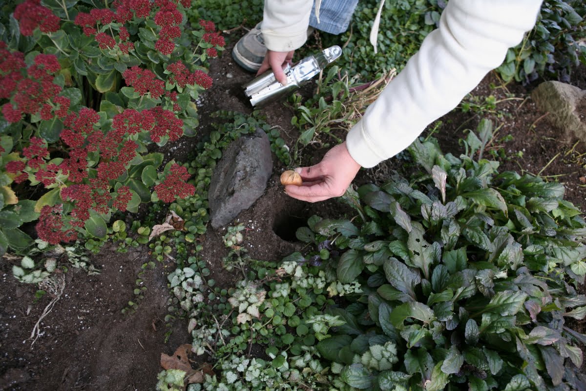 A person holding a trowel and an egg-shaped object is seen reaching towards a hole in the ground, surrounded by plants, showcasing their seasonal landscaping efforts.