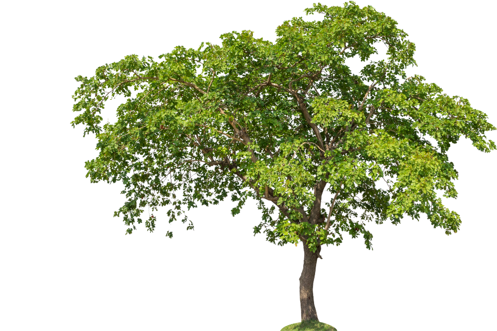 A single green-leaved tree with a sturdy trunk and expansive canopy, standing isolated against a white background, much like a menu item dynamically displayed in a megamenu.