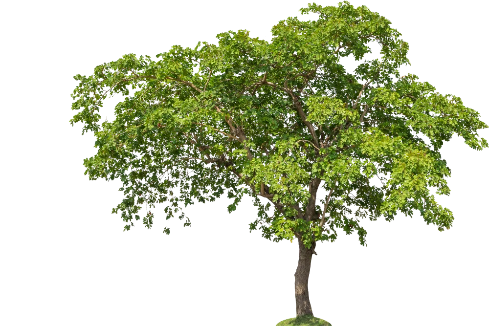 A single green-leaved tree with a sturdy trunk and expansive canopy, standing isolated against a white background, much like a menu item dynamically displayed in a megamenu.