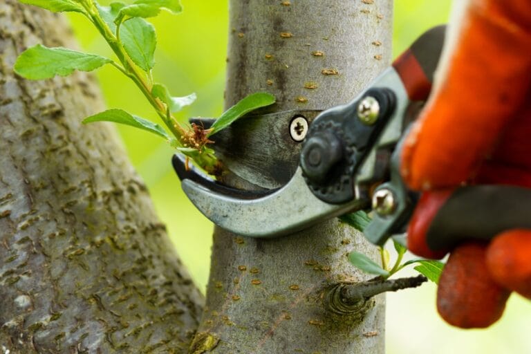 How to prune crepe myrtle