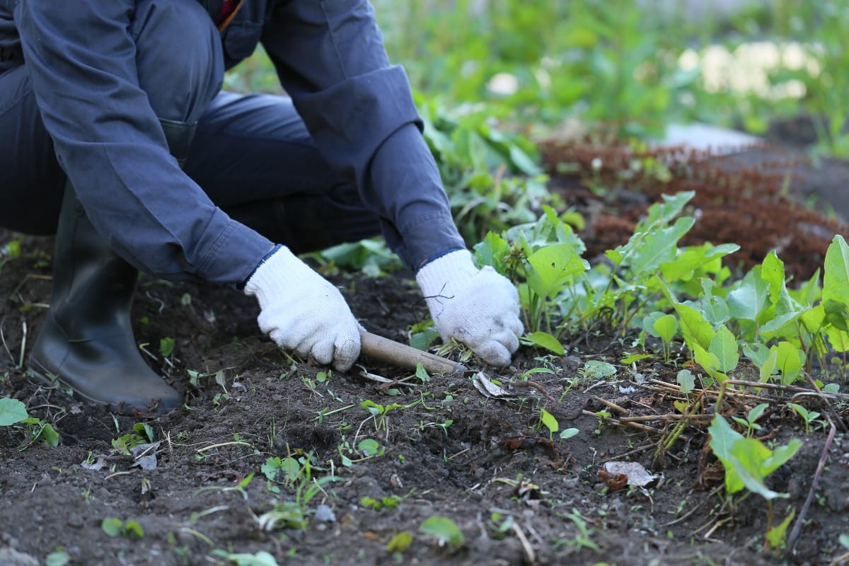 Rain Gardens in Marietta: Boosting Commercial Property Value with Professional Design 7 A person wearing gloves and boots is kneeling and using a hand tool to remove weeds from a rain garden bed.