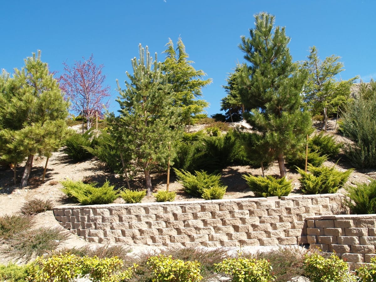 How Commercial Retaining Walls in Sandy Springs Protect Your Business Property 17 A landscaped hillside featuring commercial retaining walls, small evergreen trees, shrubs, and a clear blue sky.