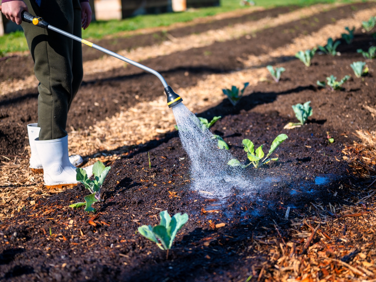 Why Fall Is the Best Time for Commercial Mulch Installation in Vinings GA 4 A person wearing white boots waters young vegetable plants in a garden bed using a hose with a spray nozzle, preparing the area for commercial mulch installation.