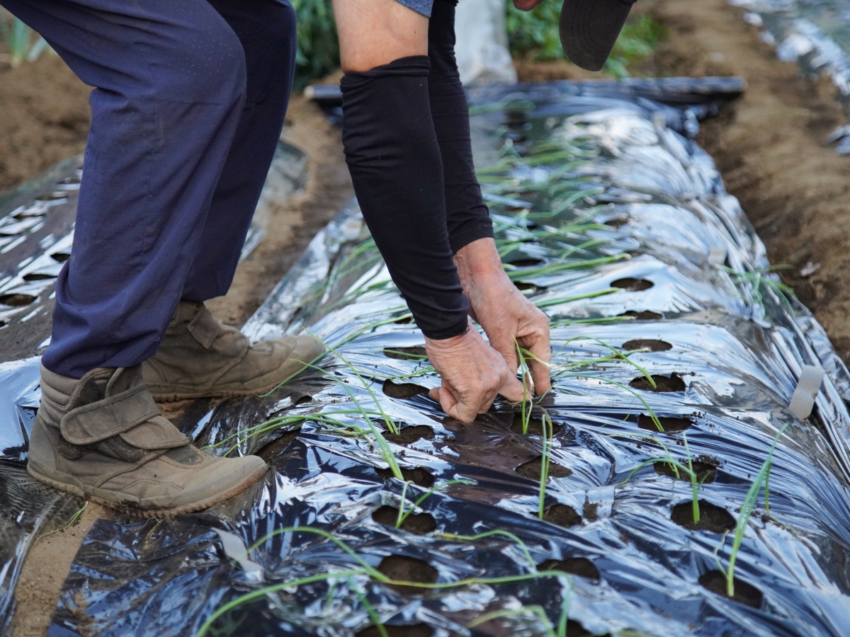 Why Fall Is the Best Time for Commercial Mulch Installation in Vinings GA 5 A person planting seedlings through holes in black plastic mulch on a raised garden bed, demonstrating commercial mulch installation techniques.