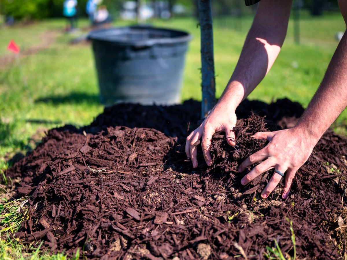 Why Fall Is the Best Time for Commercial Mulch Installation in Vinings GA 2 A person performs commercial mulch installation, spreading mulch around the base of a young tree in a grassy outdoor area; a large plastic container is in the background.