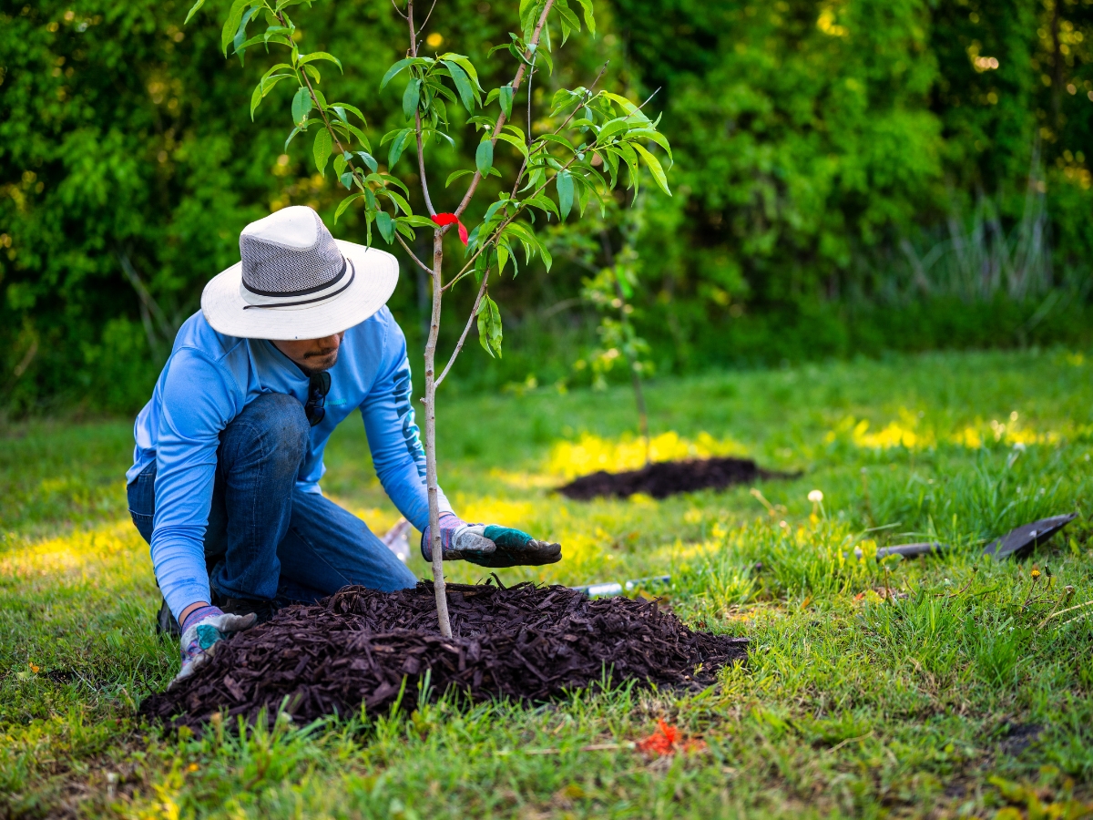 Professional Tree & Shrub Planting Services Atlanta 4 Person wearing a hat and gloves kneels on grass, spreading mulch around a newly planted sapling during a tree shrub planting session in a green outdoor area.
