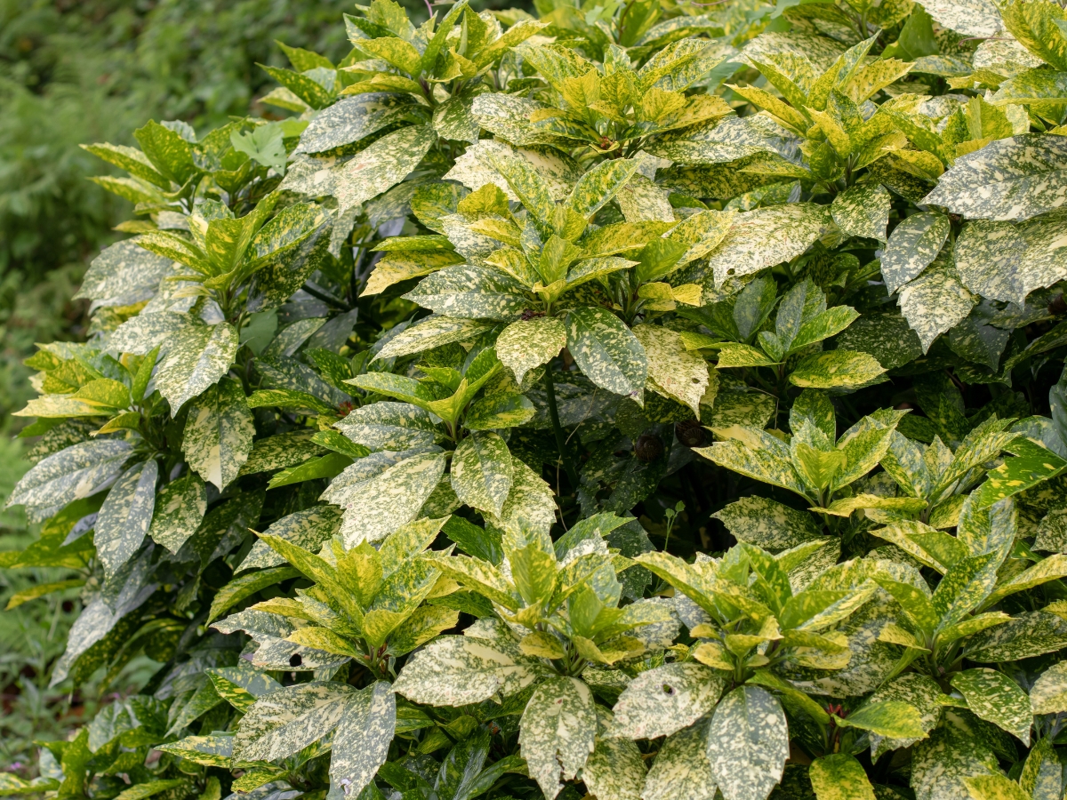 Professional Tree & Shrub Planting Services Atlanta 3 Dense cluster of variegated green and yellow leaves on a tree shrub, with a background of lush greenery—an eye-catching example for thoughtful planting.