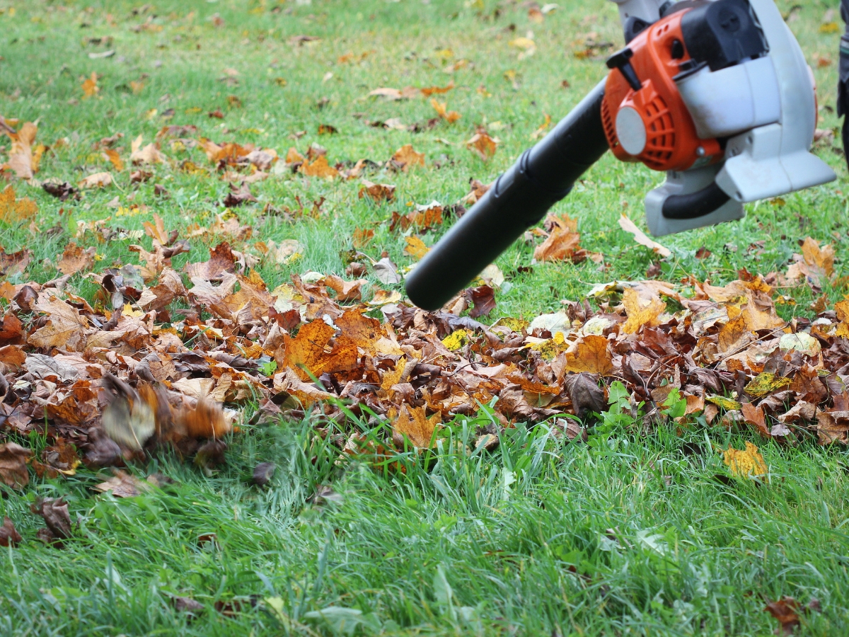 fall leaf removal 1