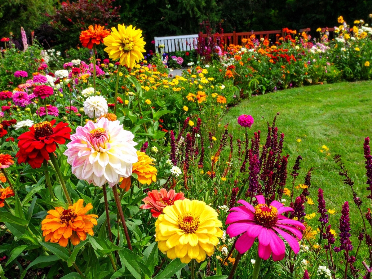 A vibrant flower garden with seasonal color from various blooms in the foreground and a white bench in the background next to a curved lawn.