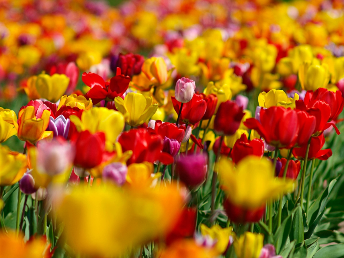 A field of vibrant tulips in red, yellow, orange, and purple displays stunning seasonal color, densely packed and blooming outdoors.