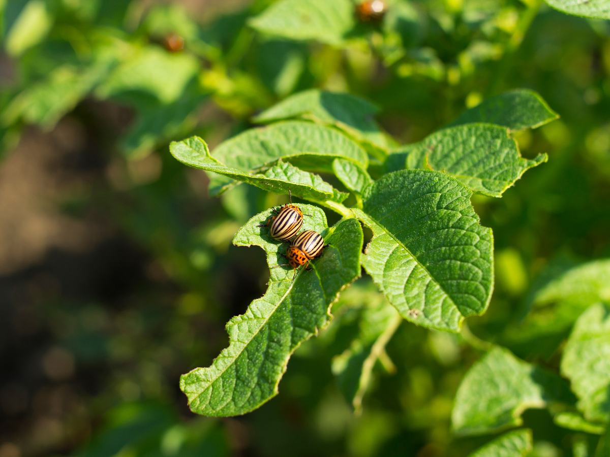 pest control 1