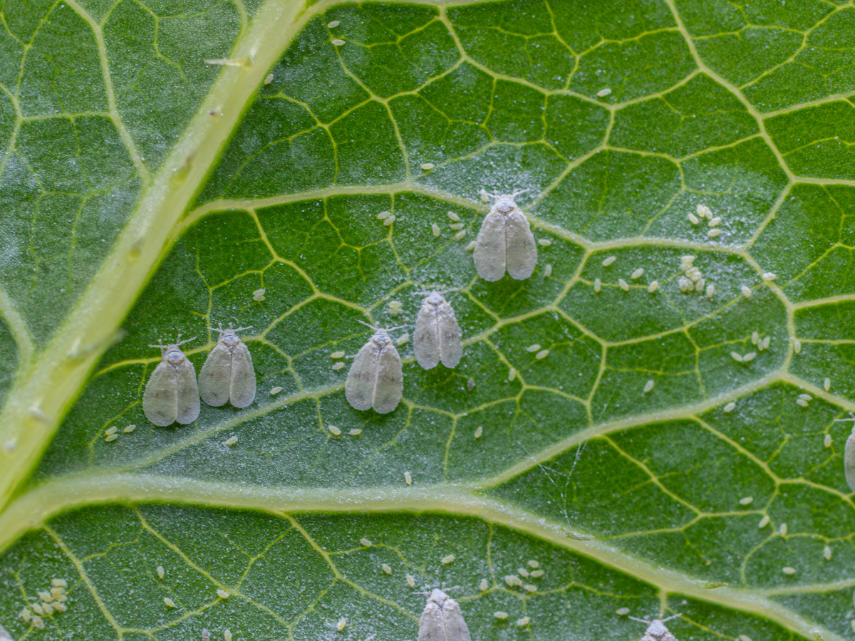 pest control 4