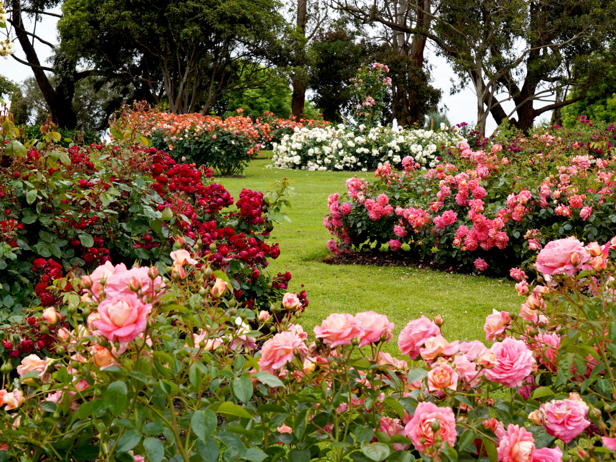 Comprehensive Summer Guide for Atlanta Garden Landscaping: Heat-Resistant Plants and Care Tips 4 summer guide 3
