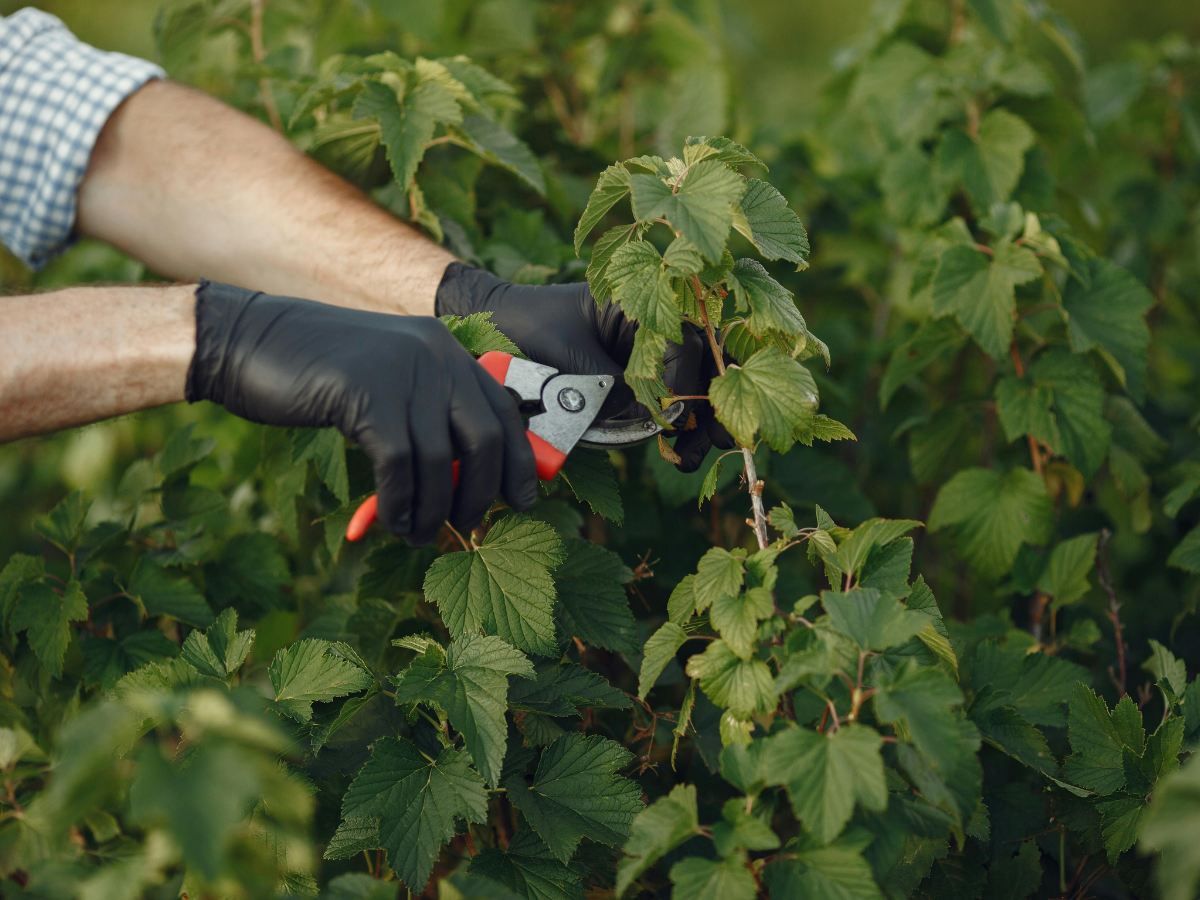 Pruning Guide for Healthier Trees and Shrubs 2 pruning guide 1