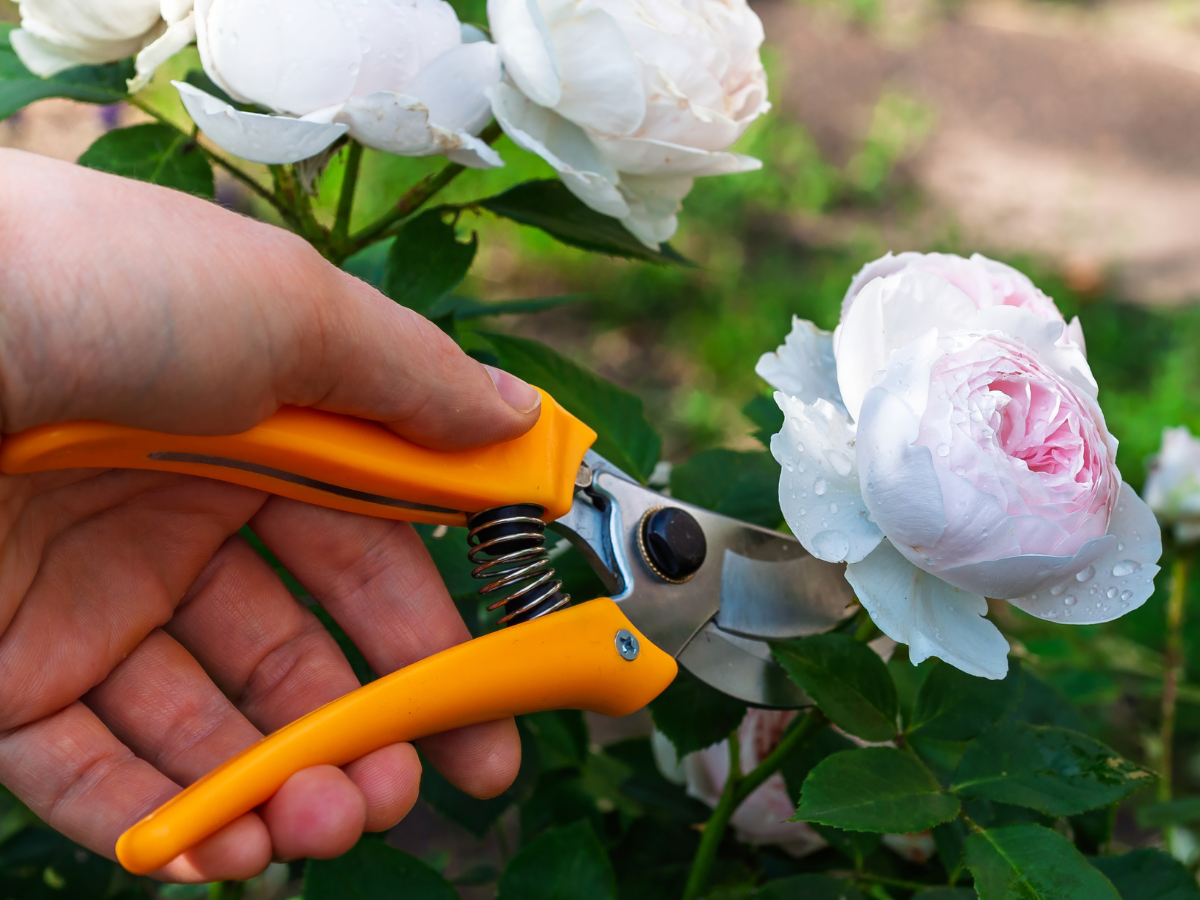Pruning Guide for Healthier Trees and Shrubs 4 pruning guide 3