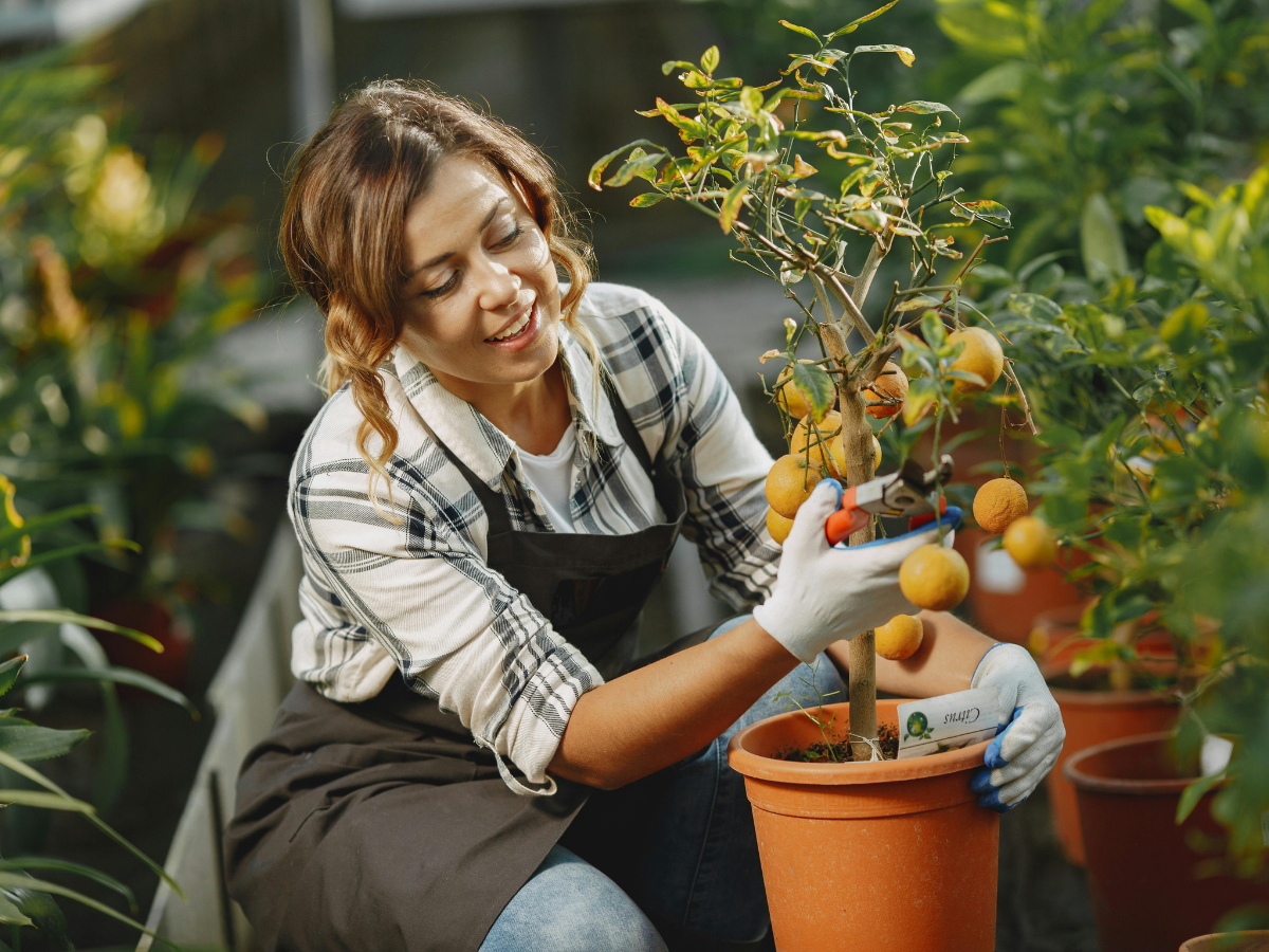 Pruning Guide for Healthier Trees and Shrubs 7 pruning guide 6